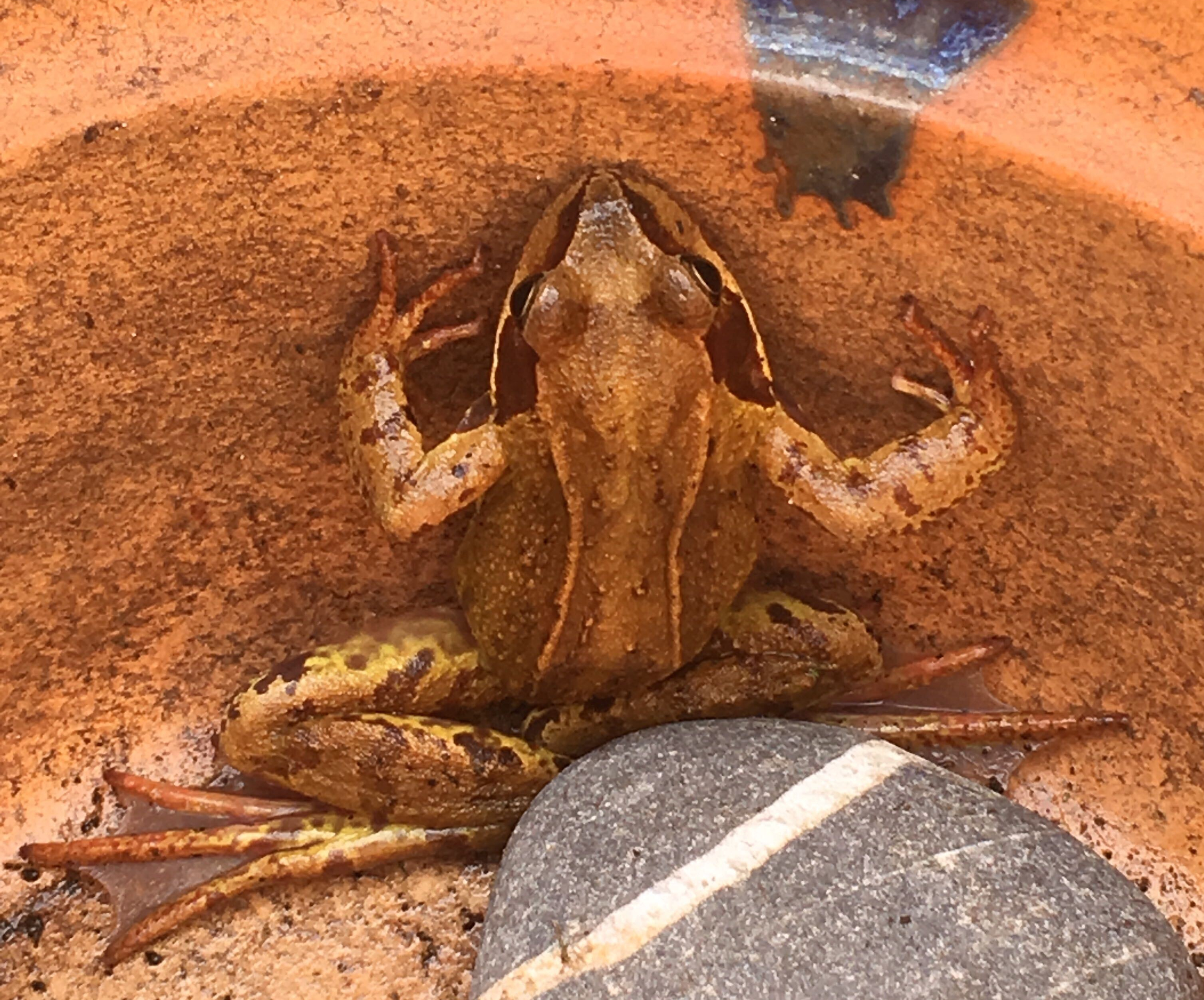 Photo of a frog stuck in a plant pot